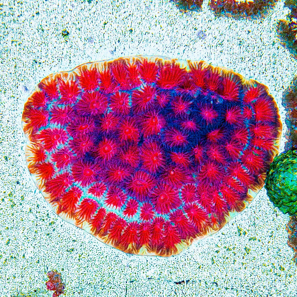 ECC Solar Flare Favia Frag
