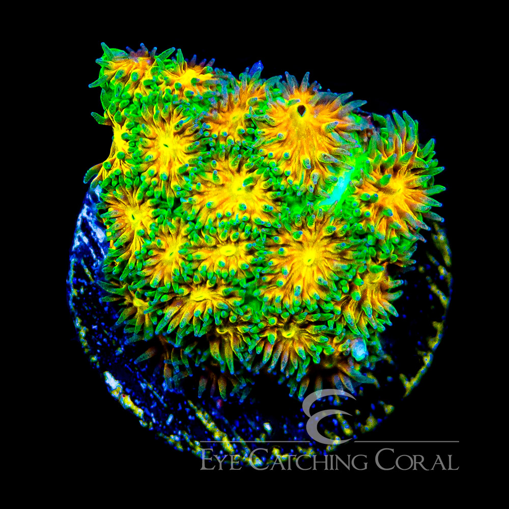 ECC Lucky Burst Leptastrea Frag