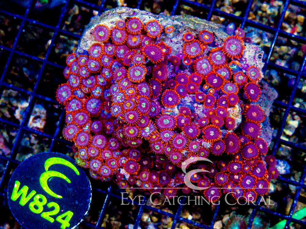 Indo Zoanthid Ultra (Sorted by Size & Color) Level 3 - Disc W824