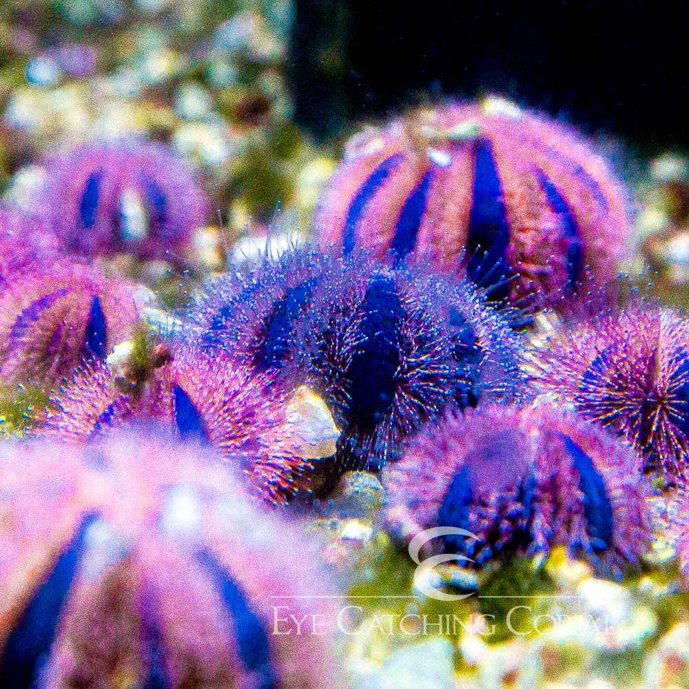 Aquacultured Tuxedo Urchin
