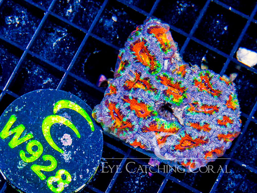 Aussie Acan Lord Rainbow or Super Ultra XS - Disc W928