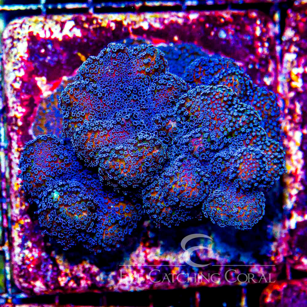 ECC Lunar Tides Stylophora Frag