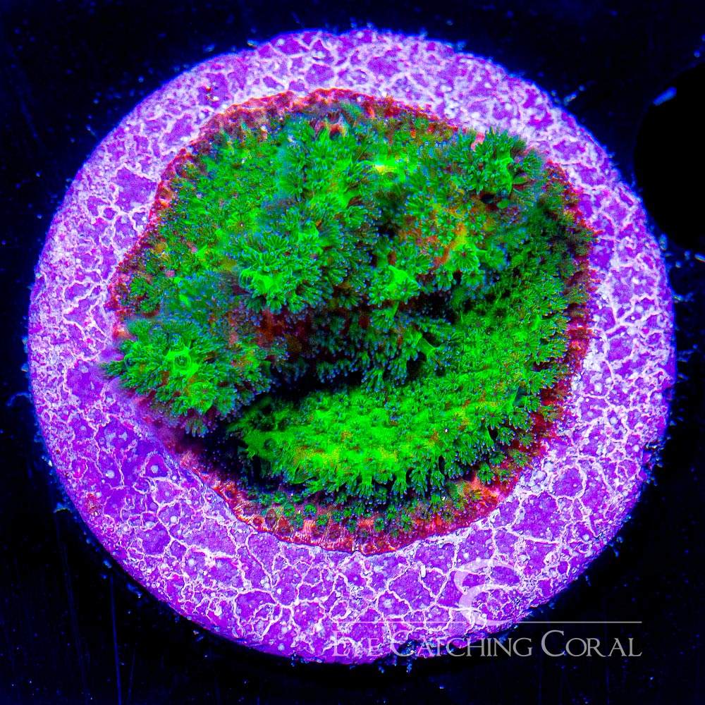 Aquaculture Facility Wholesale Frags Eye Catching Coral