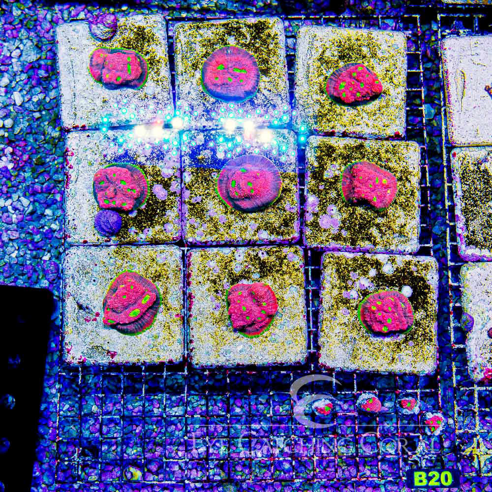 ECC Hyper Magenta Chalice Frag