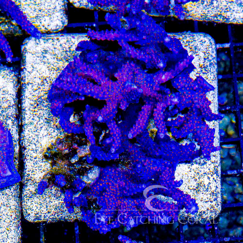 ECC Fireworks Acropora Frag
