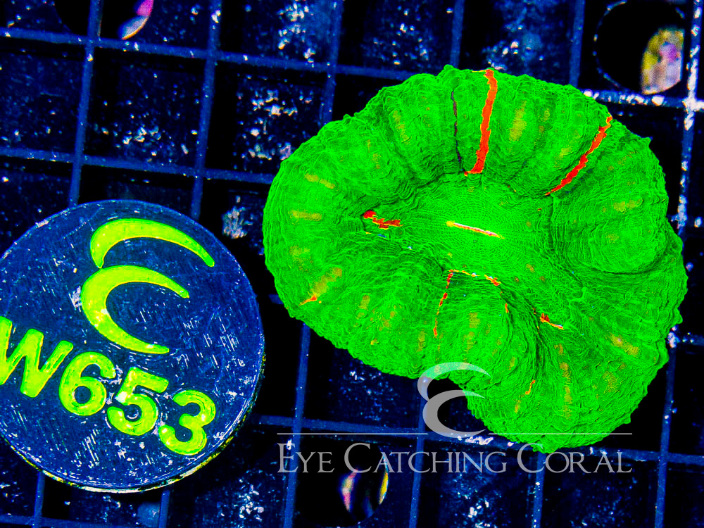 Aussie Scoly Green or Mostly Green A Grade L - Disc W653