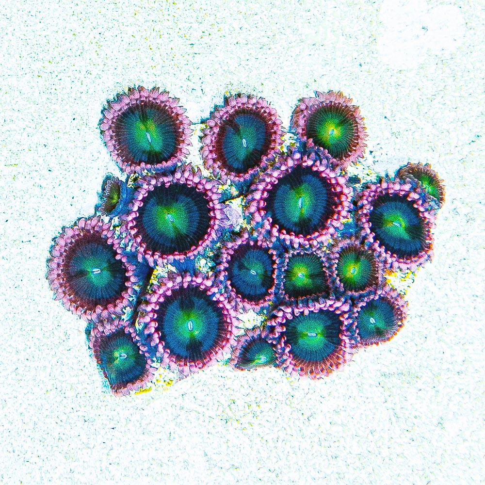 ECC Pink Taffy Zoanthid Frag (4+ Polyp Average)