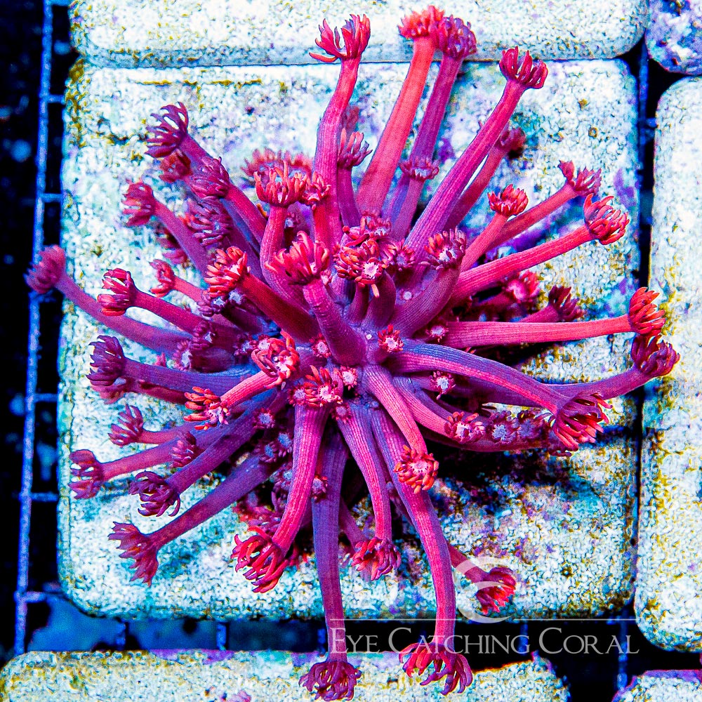 ECC Grafted Confetti Goniopora Frag (Rare Blue and Pink Mix)