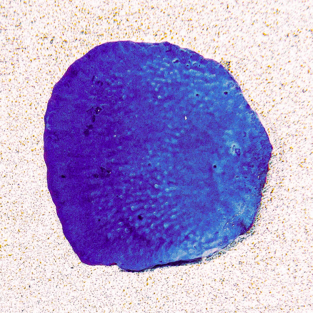 ECC Blue Plating Photosynthetic Sponge Frag