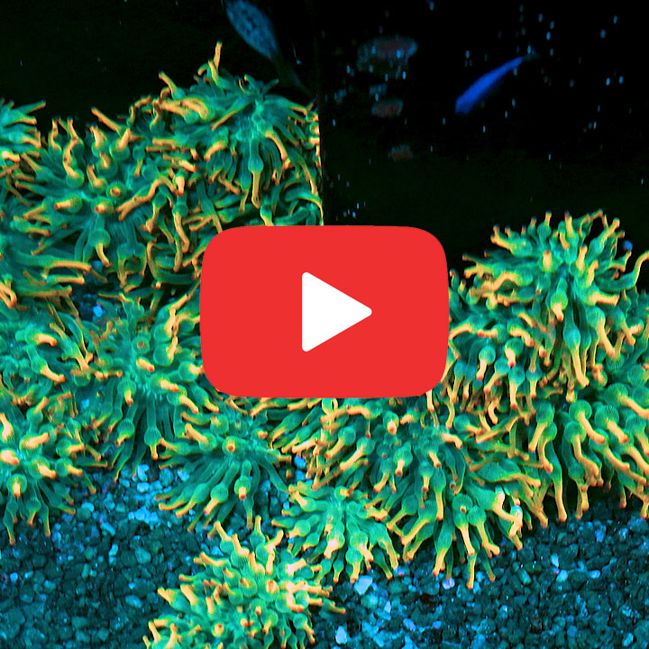 BTS Holy Grail Bubble Tip Anemone