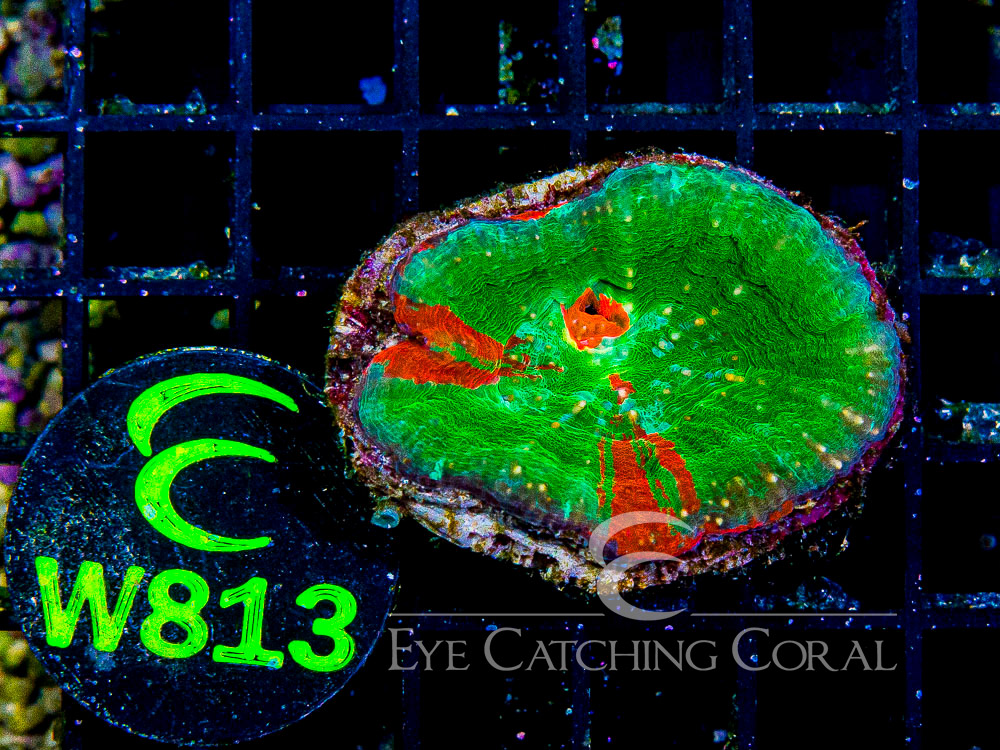 Aussie Scoly Green or Mostly Green A Grade L - Disc W813
