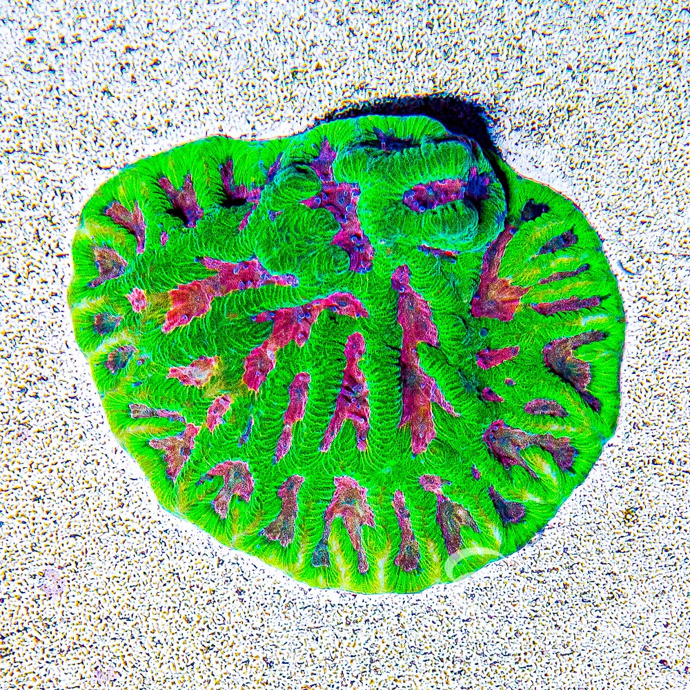 Tidal Gardens Pink Platypus Platygyra Frag
