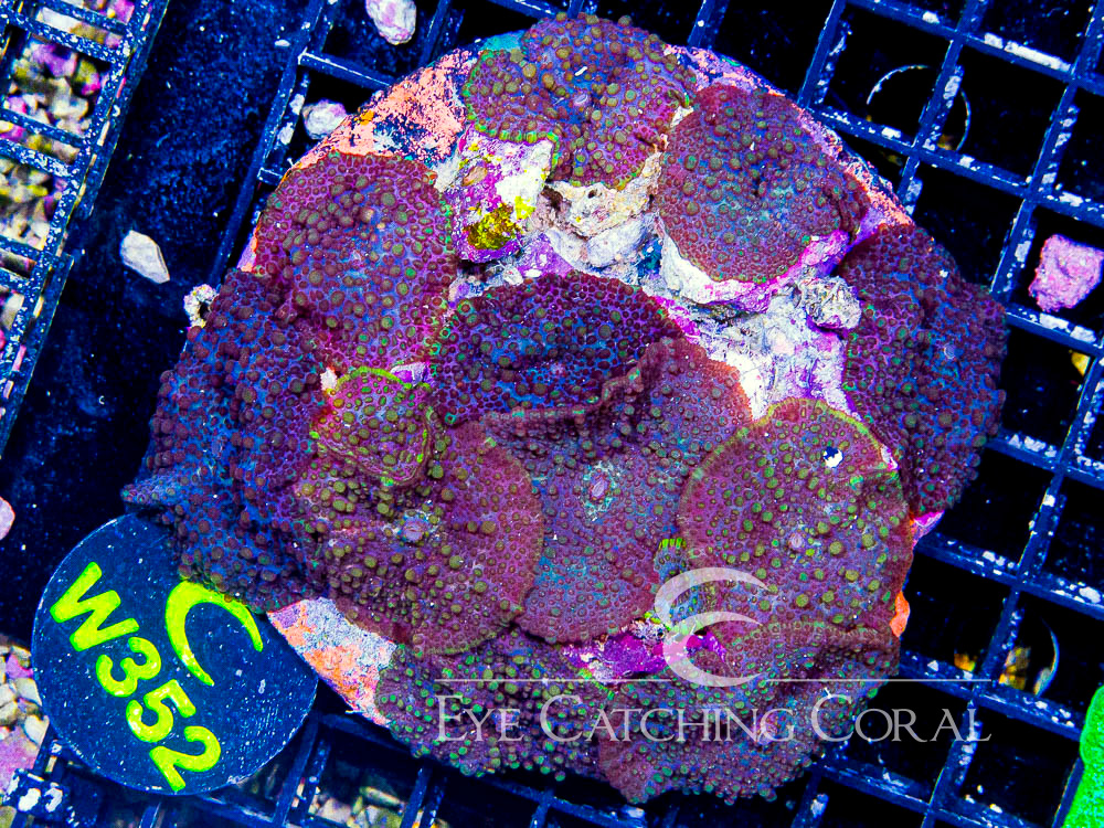Indo Disco Mushroom Lava Flow XL - Disc W352