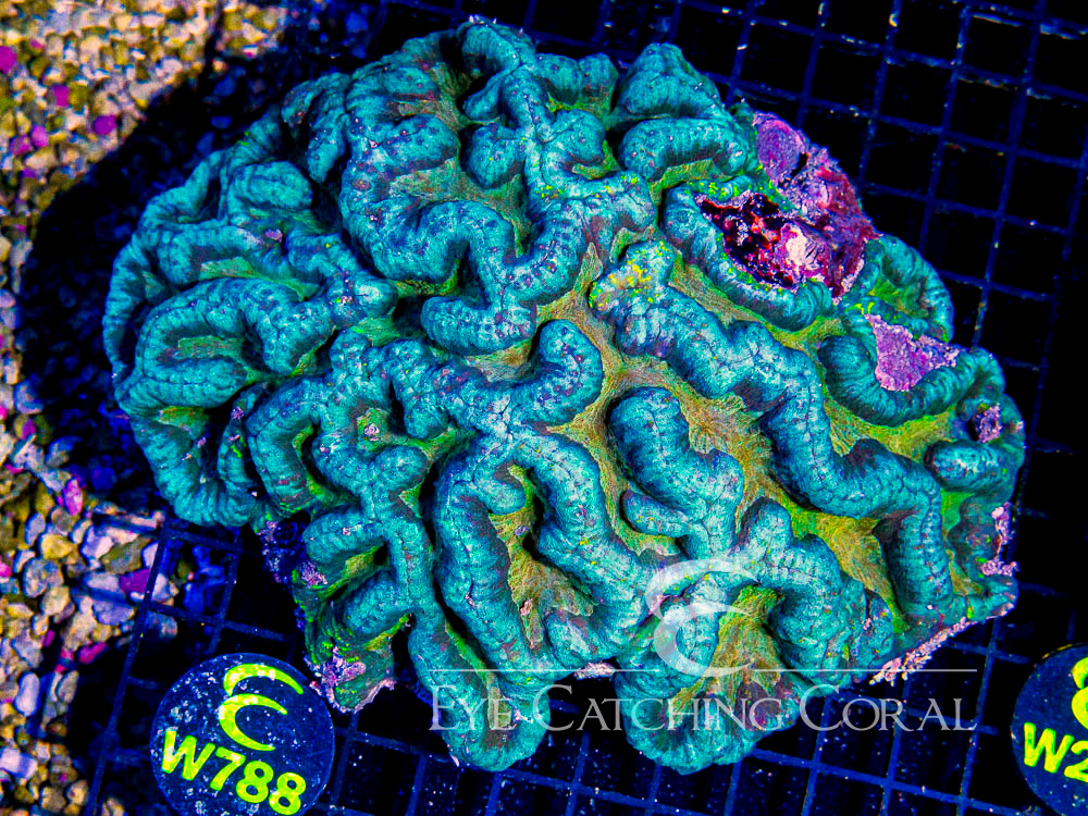 Indo Lobophyllia or Symphyllia Show - Disc W788