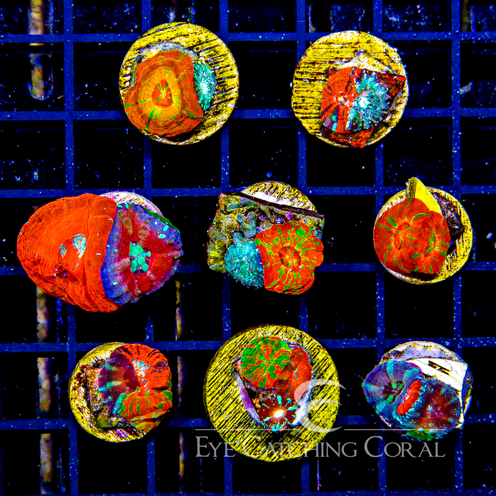 Garden Scolymia - Captive Spawned