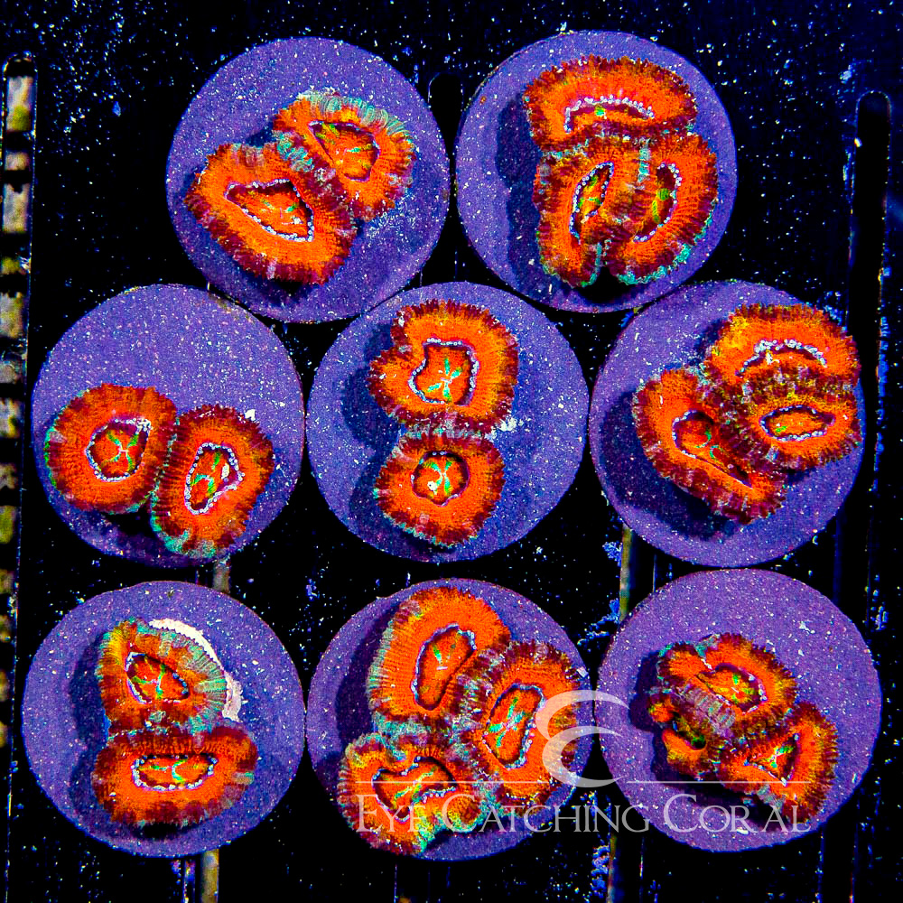 ECC Gold Dust Acan Lord Frag