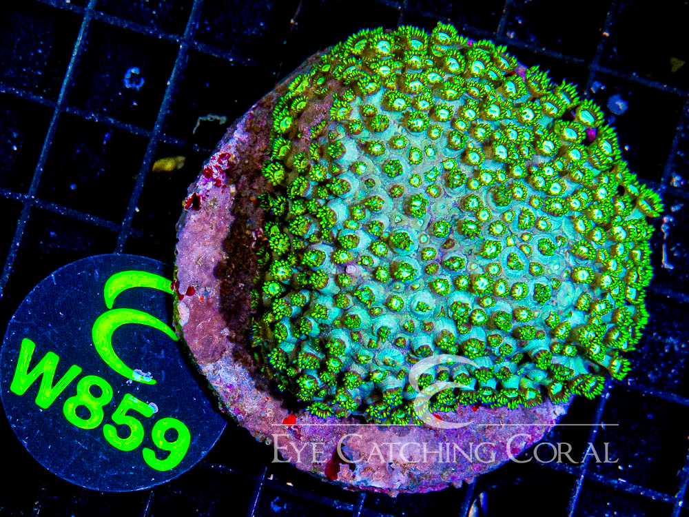 Indo Goniopora L - Disc W859