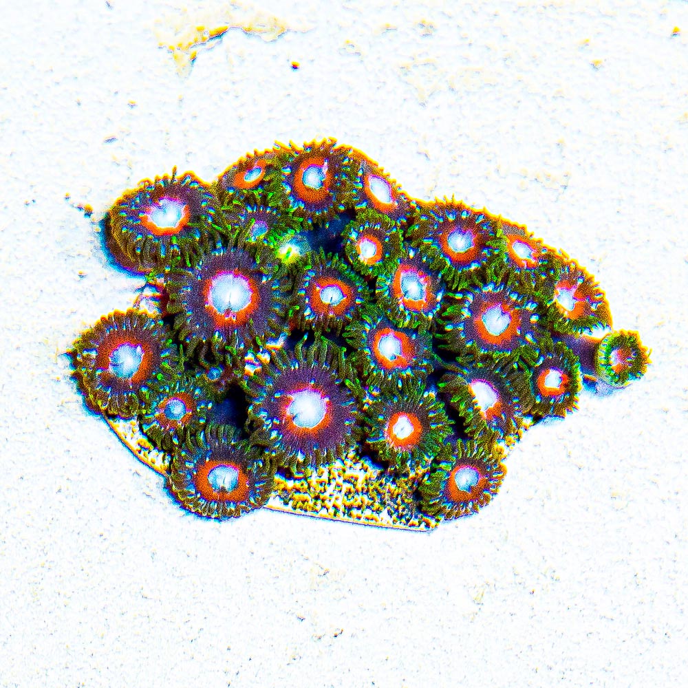 Tidal Gardens C-137 Zoanthid Frag (4+ Polyp Average)