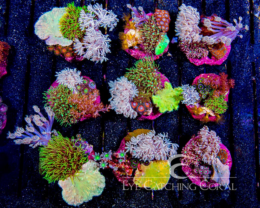 Breathtaking Eye Catching Coral Picture for Your Screen Breathtaking Eye Catching Coral Picture for Your Screen