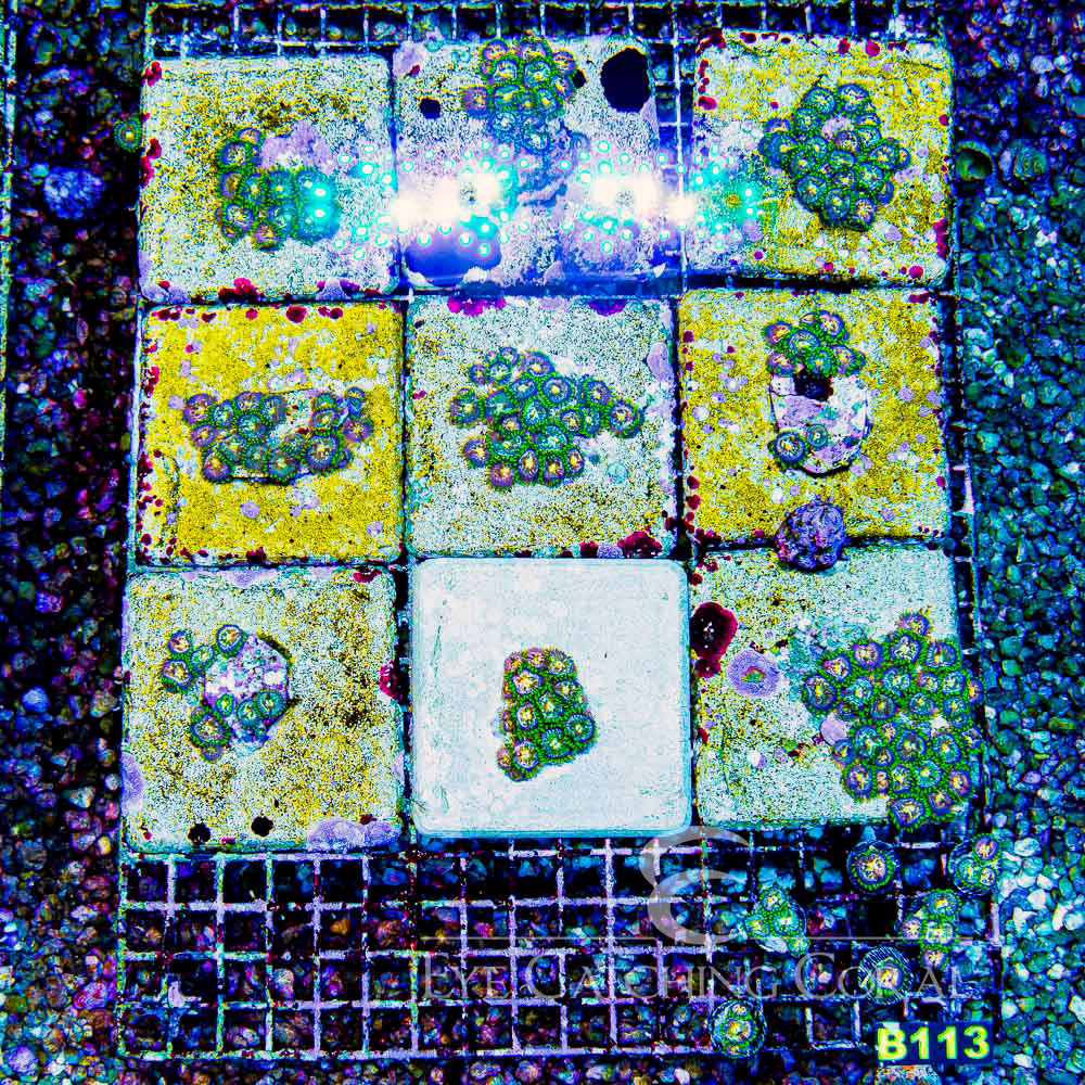 ECC Nirvana Zoanthid Frag (2+ polyp average)