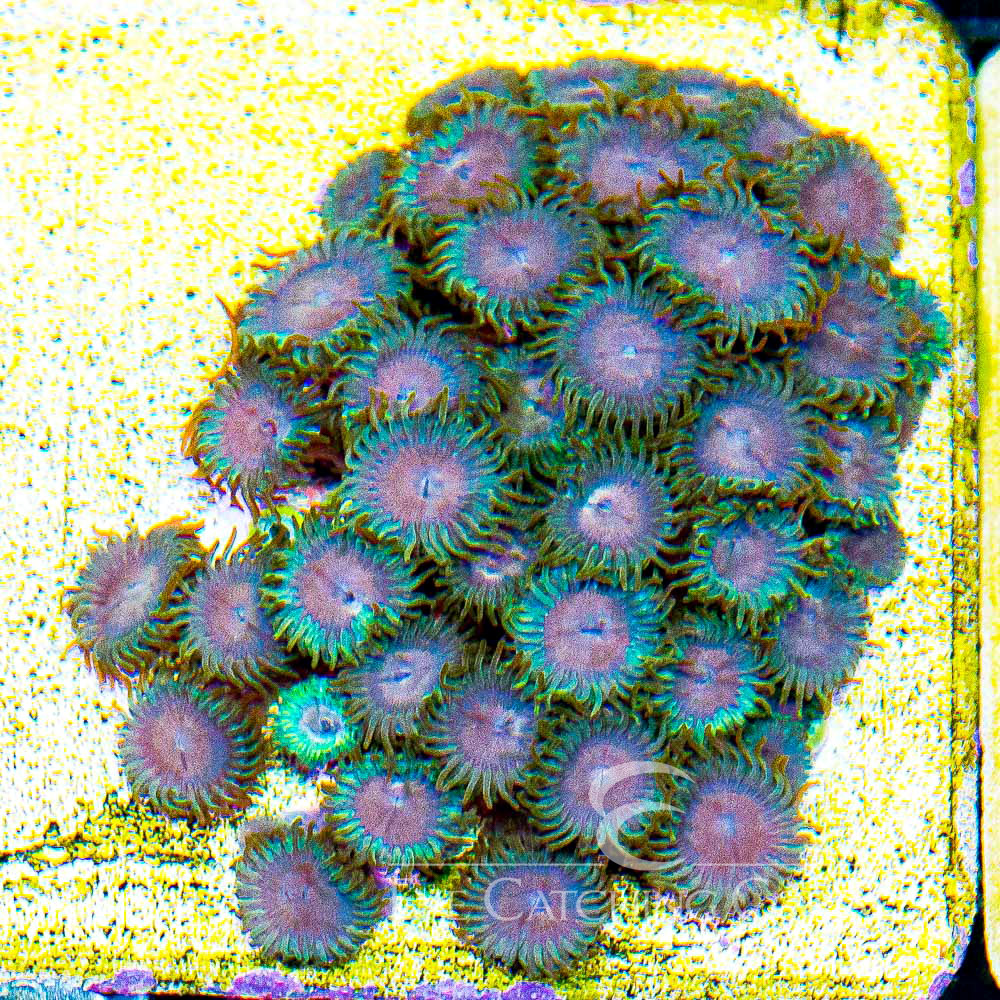 ECC Skid Row Zoanthid Frag (4+ Polyp Average)