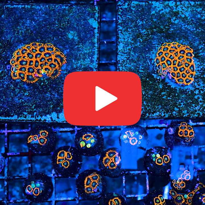 ECC Rainbow Hornet Zoanthid Frag (4+ Polyp Average)