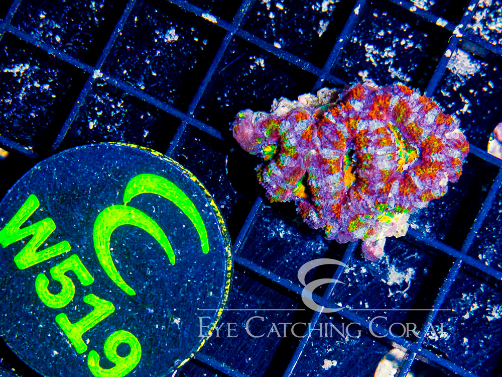 Aussie Acan Lord Rainbow or Super Ultra XXS - Disc W519