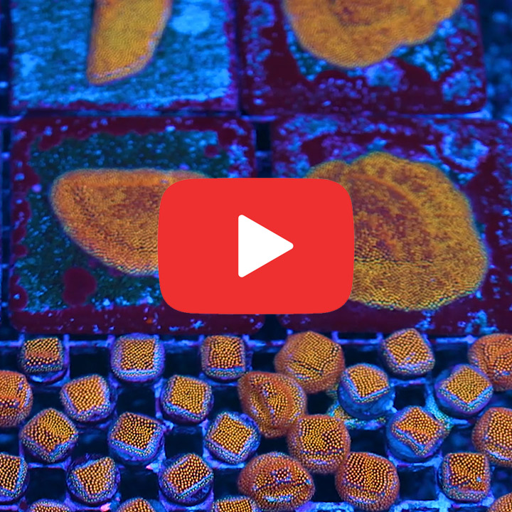 ECC Twisted Metal Stylocoeniella Frag