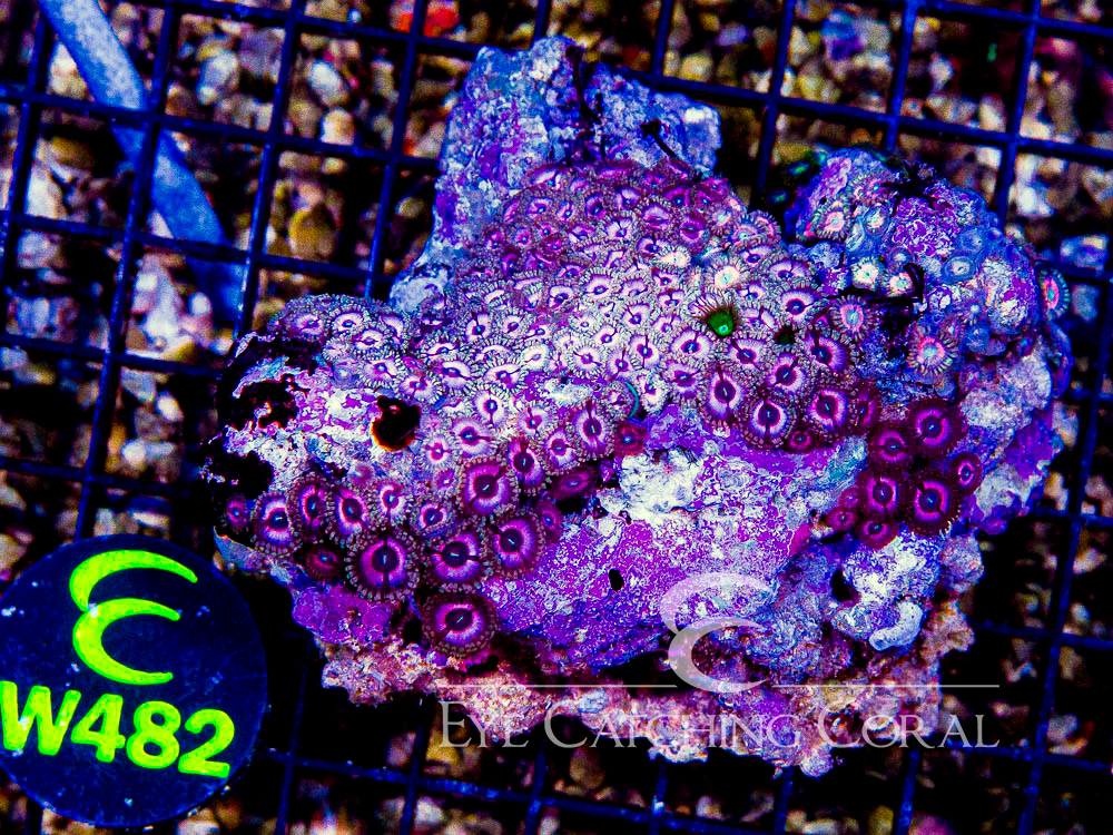 Indo Zoanthid Ultra (Sorted by Size & Color) Level 3 - Disc W482