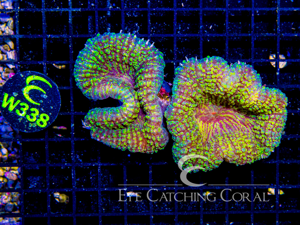 Indo Lobophyllia or Symphyllia L - Disc W338