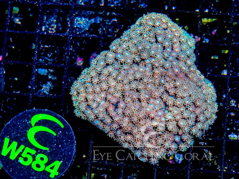 Aussie West Coast Goniopora Red or Pink L
