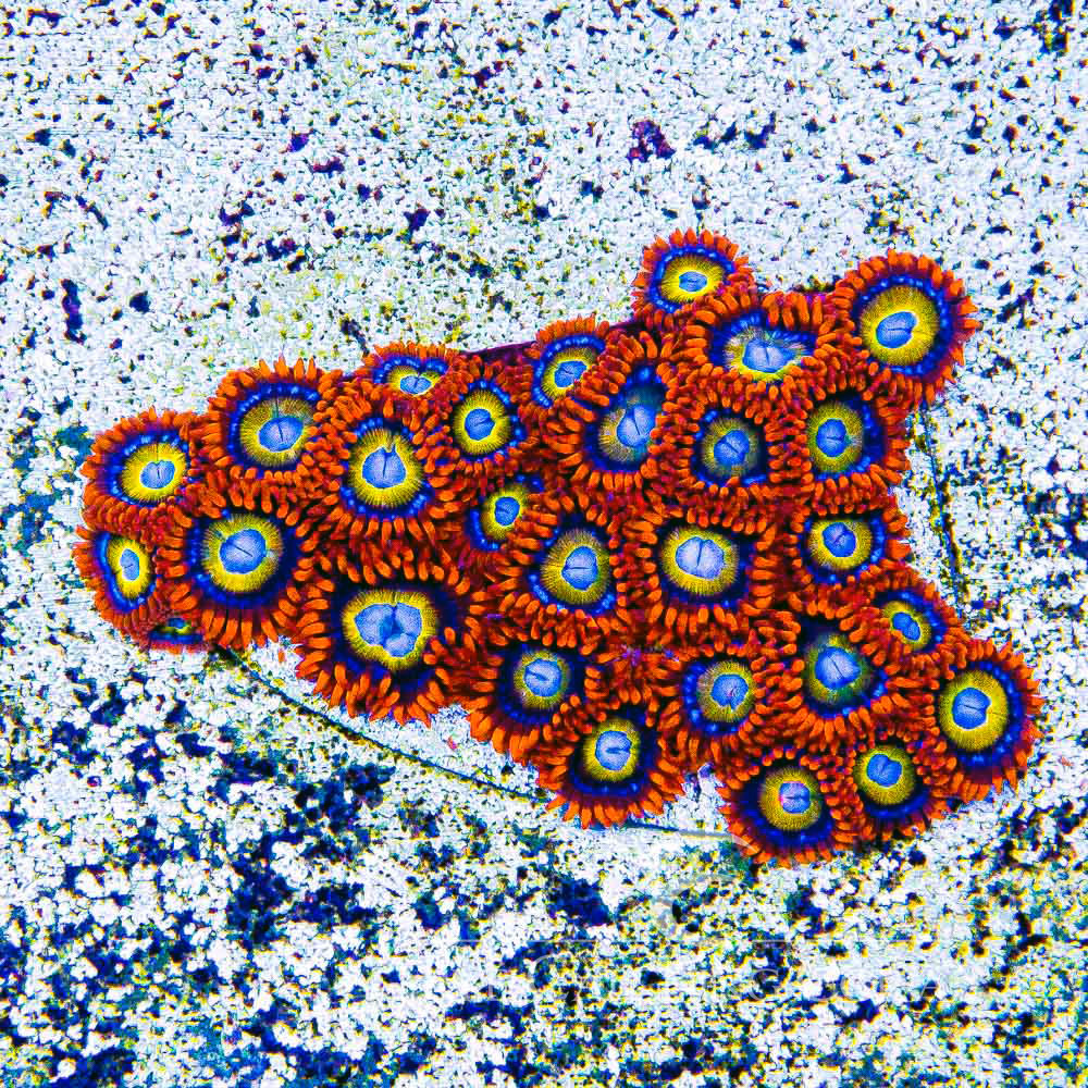 ECC Blue Eyed Blondies Zoanthid Frag (4+Polyp Average)