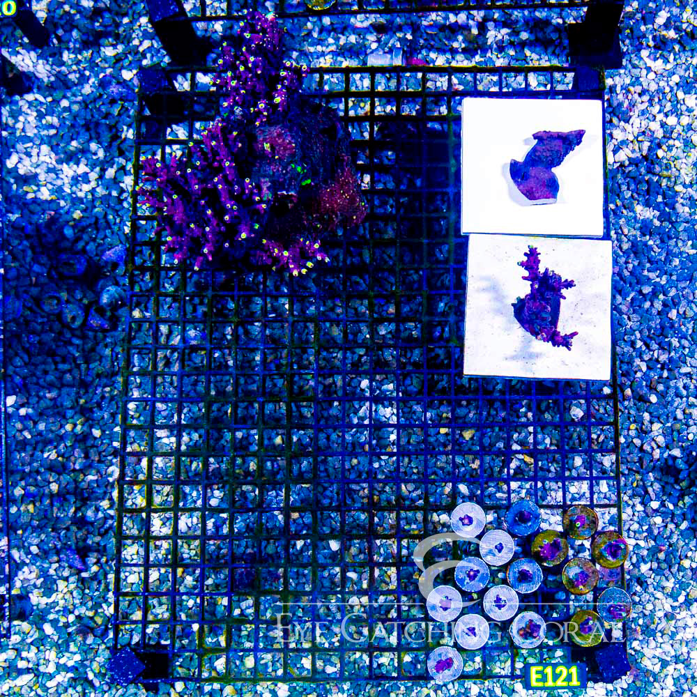ECC Flame Tip Acropora Frag