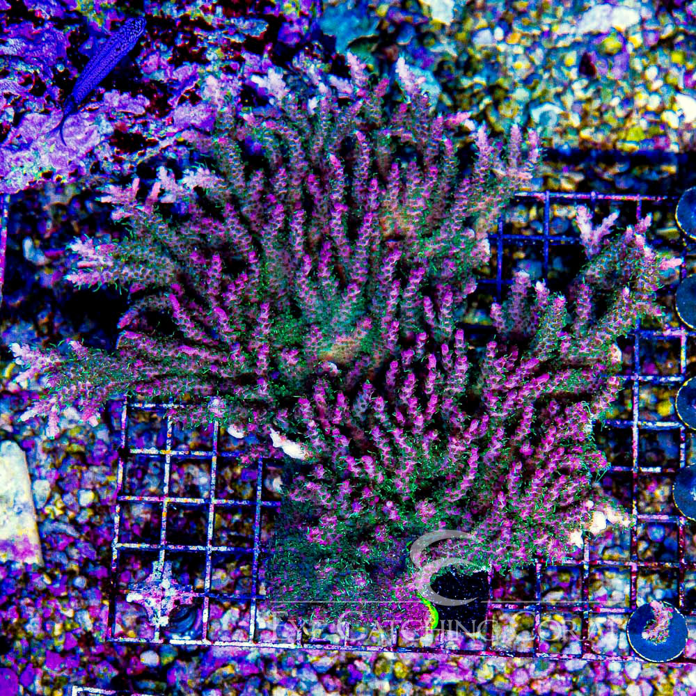 ECC Rings of Saturn Acropora Frag