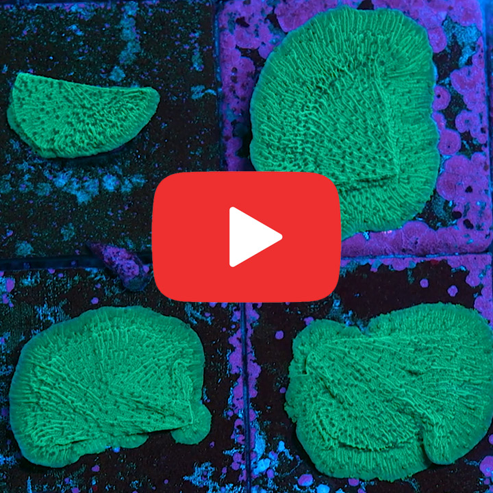 ECC Flower Petal Montipora Frag
