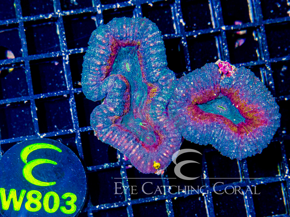 Aussie Lobo Colored S - Disc W803