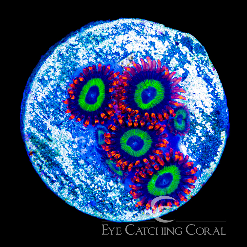 ECC Hibiscus on Fire Zoanthid Frag (4+Polyp Average)