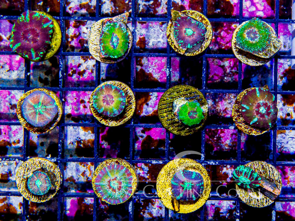 Assorted Scolymia - Captive Spawned