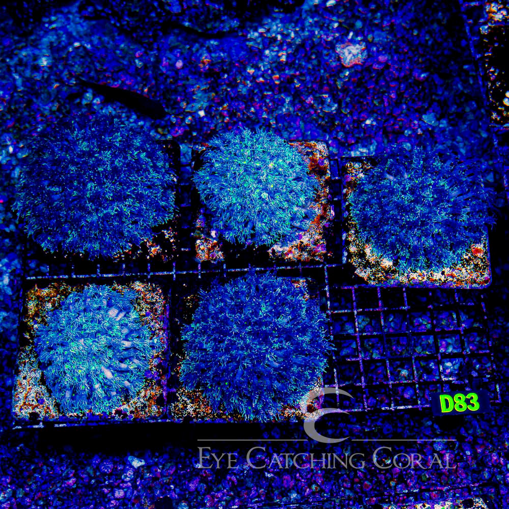 ECC Star Gazer Goniopora Frag