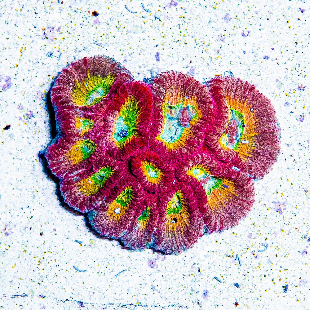 ECC Hypo Tango Favia Frag