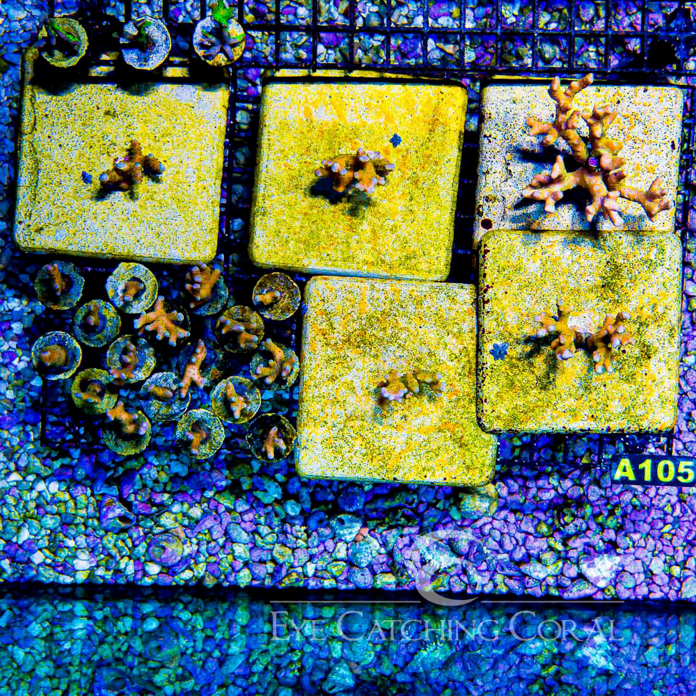 ECC Tropicana Anacropora Frag