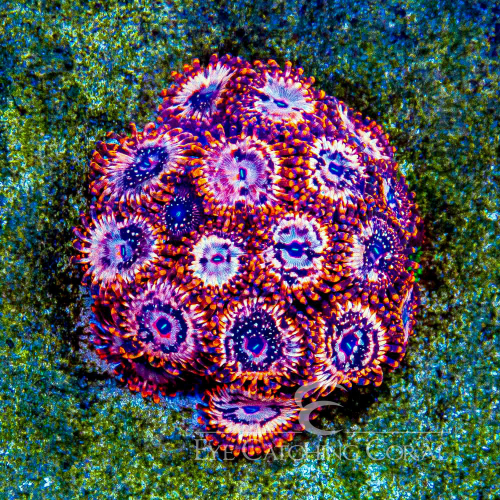 ECC Utter Chaos Palythoa Frag (2+ Polyp Average)