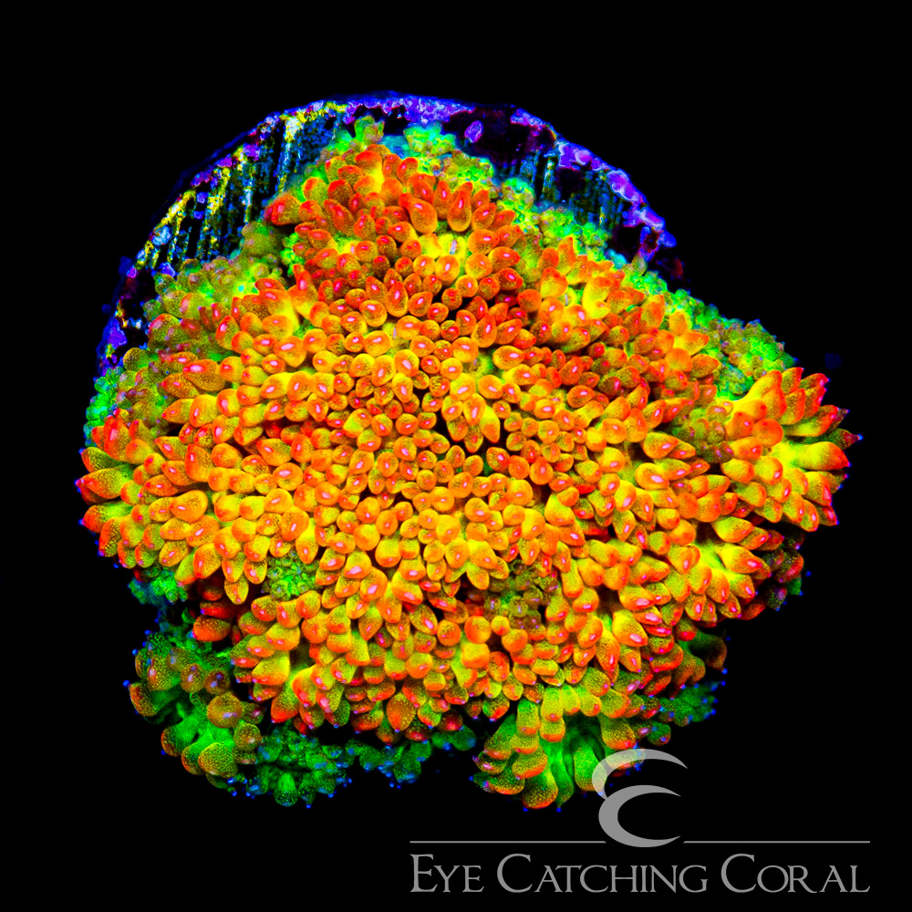 ECC Flash Fire Goniopora Frag