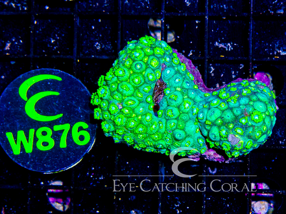 Indo Goniopora M - Disc W876