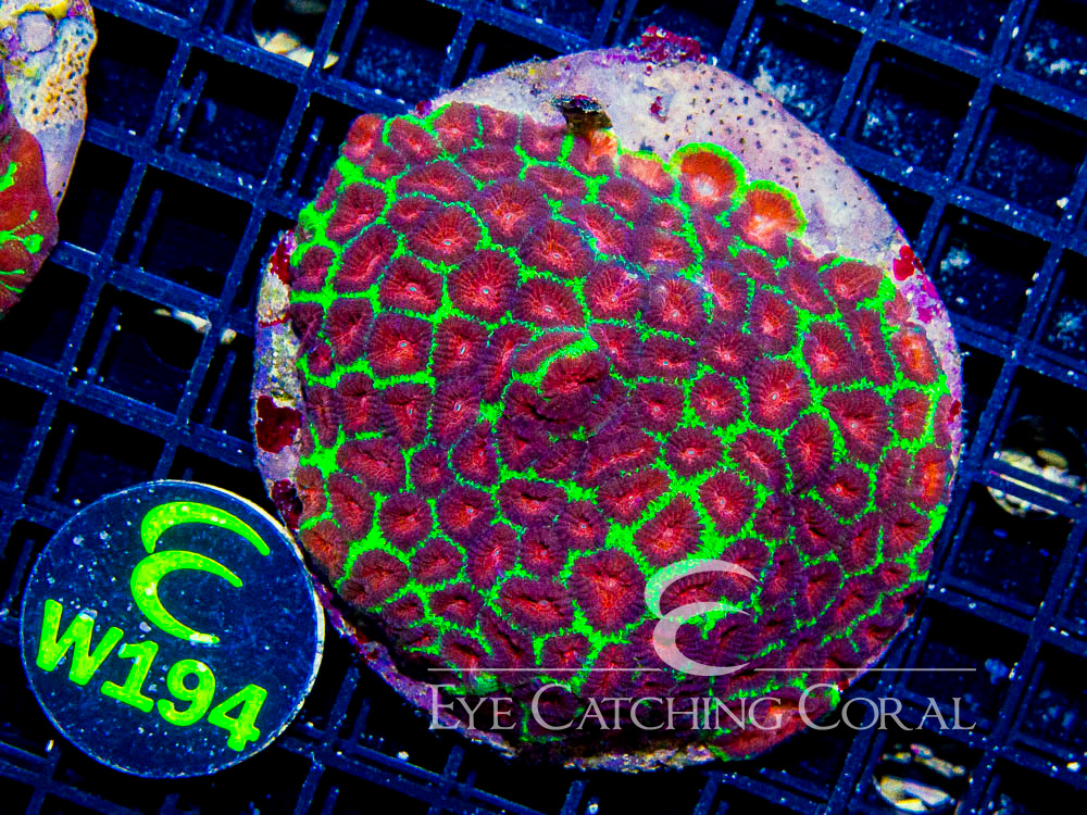 Indo Favia Ultra Hand Picked M- Disc w194