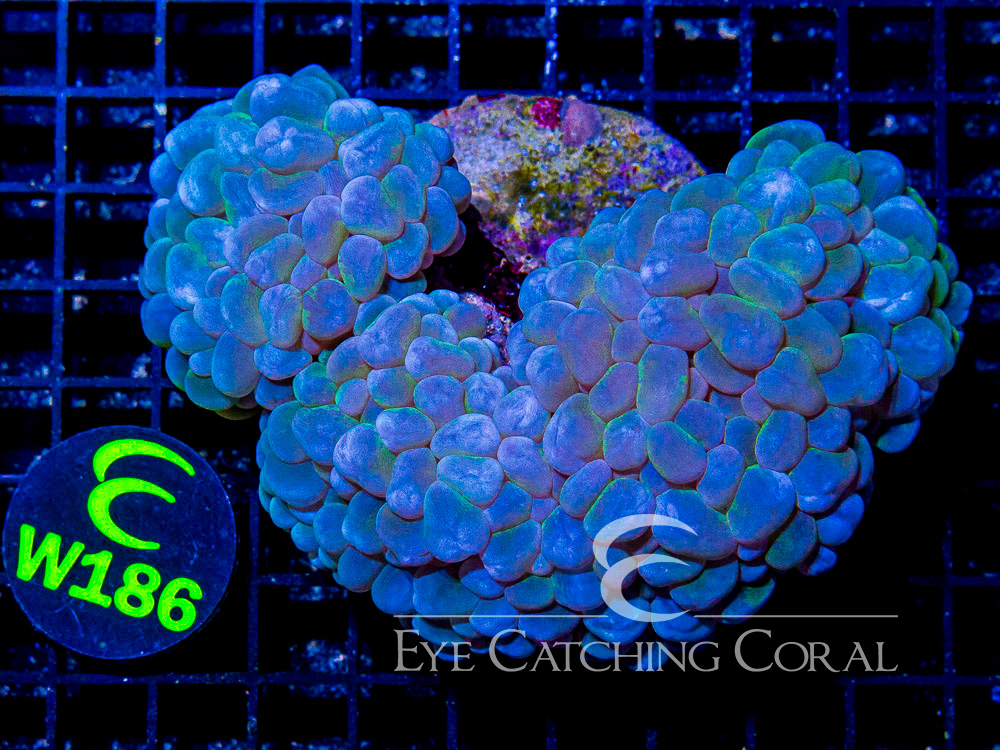 Indo Bubble Coral Splatter XL - Disc W186