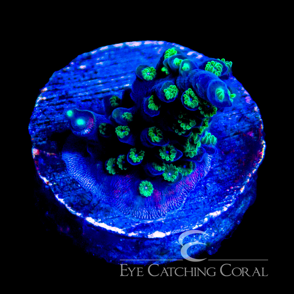 ECC Dark Knight Acropora Frag
