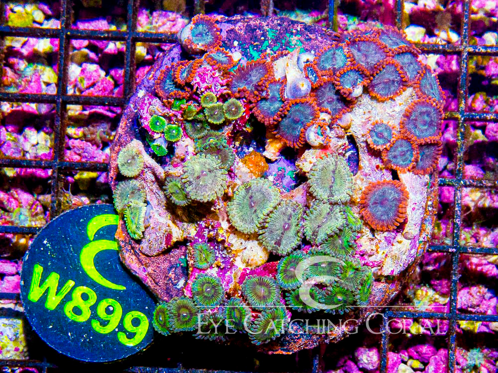Indo Zoanthid L - Disc W899