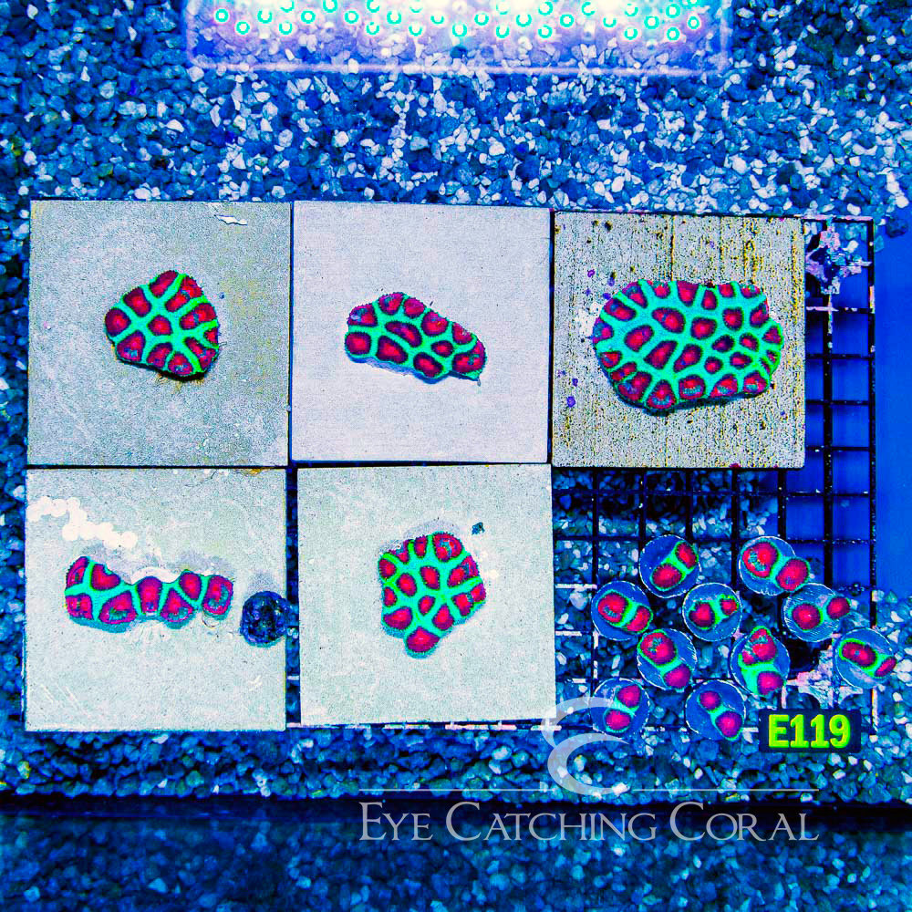 ECC Wacky Watermelon Favia Frag