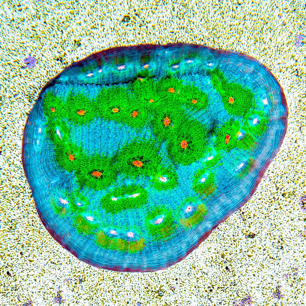TG Aquamarine Chalice Frag
